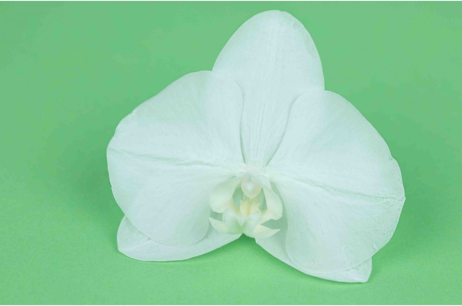 Preserved phalaenopsis orchid (30)