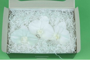 preserved-phalaenopsis-orchid-30.