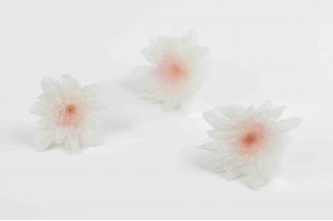 chrysantheme-japonais-stabilise-30.