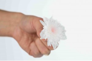 preserved-japanese-chrysanthemum-30.