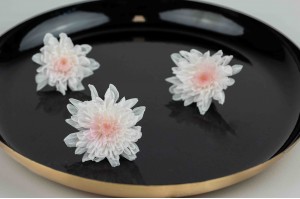 chrysantheme-japonais-stabilise-30.