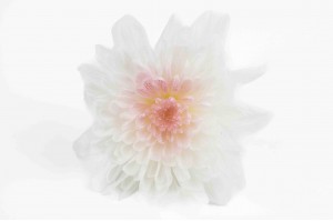 chrysantheme-japonais-stabilise-30