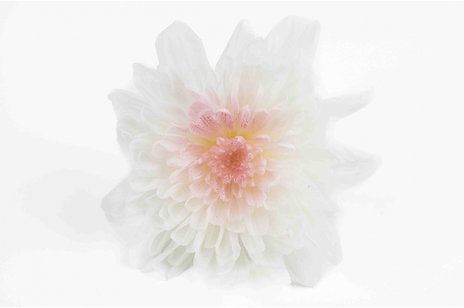 Chrysanthème japonais stabilisé (30) chrysantheme-japonais-stabilise-30