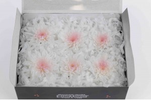 chrysantheme-japonais-stabilise-30.
