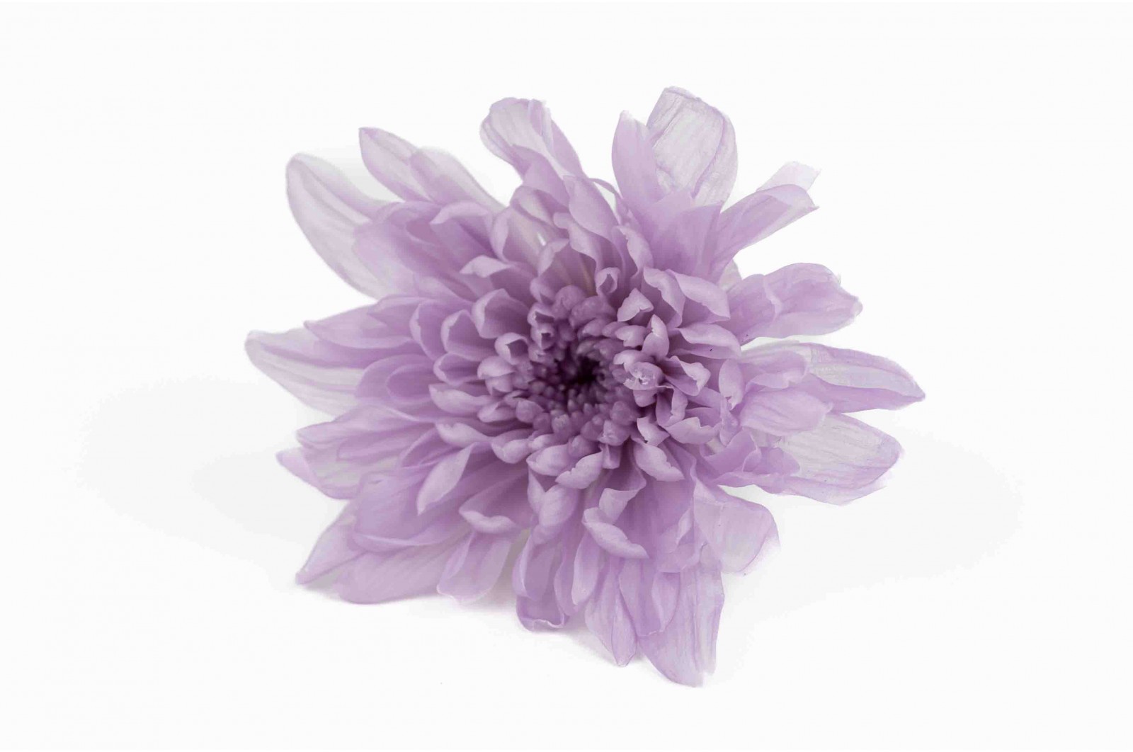 Stabilisierte japanische chrysantheme (30) Stabilisierte japanische chrysantheme (30)