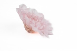 preserved-japanese-chrysanthemum-30.