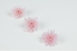 preserved-japanese-chrysanthemum-30.