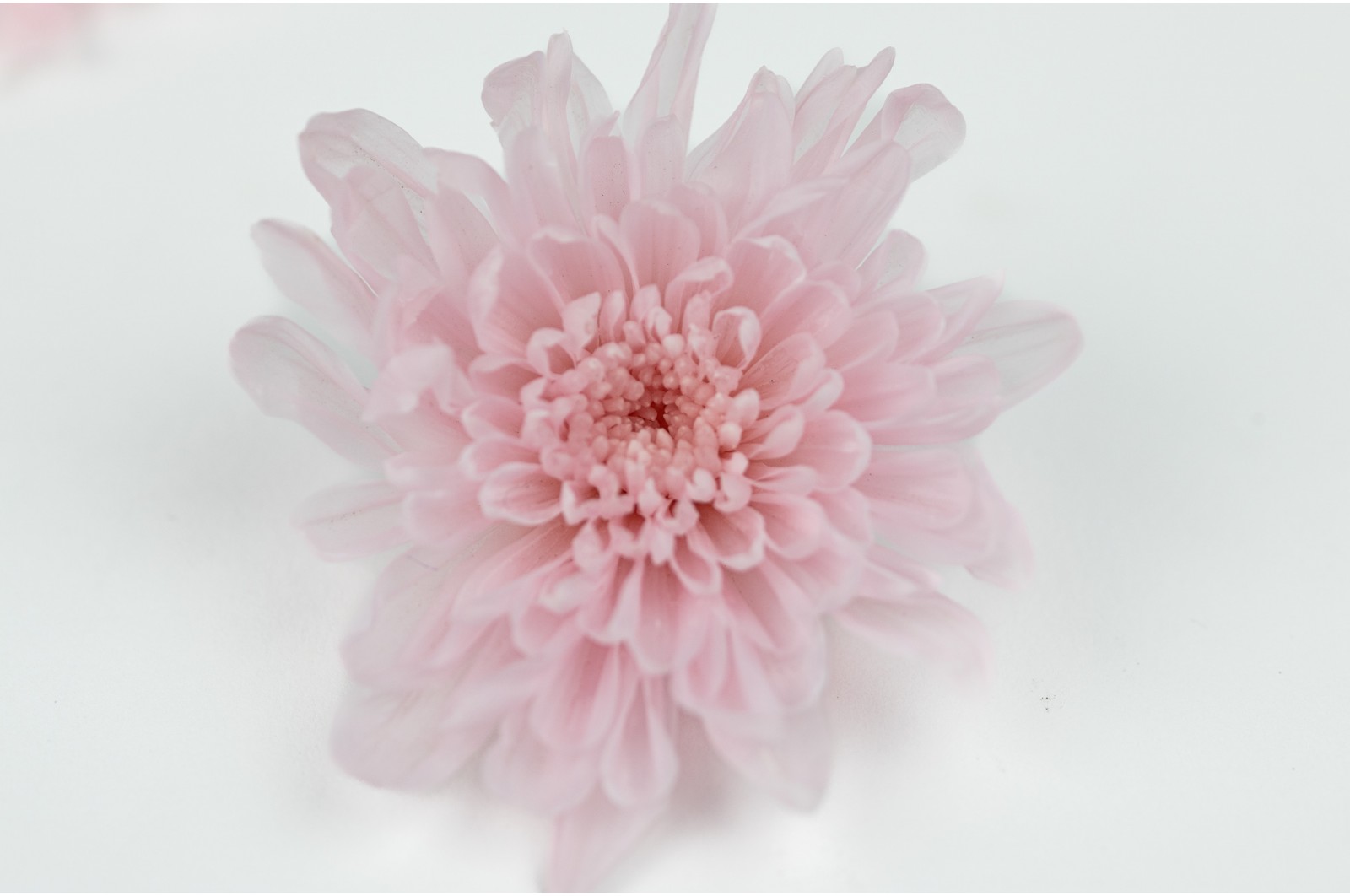 Preserved japanese chrysanthemum (30) preserved-japanese-chrysanthemum-30