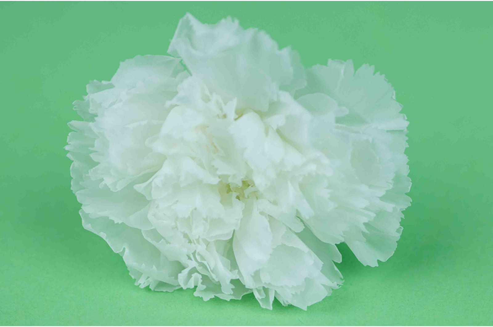 Preserved carnation (30) preserved-carnation-30