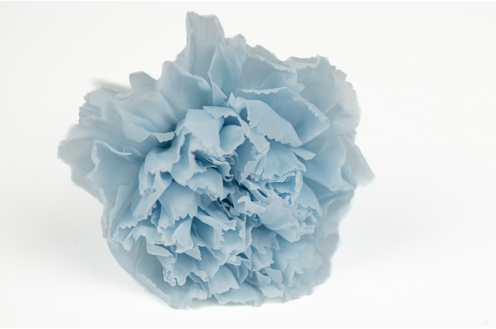 Preserved carnation (30) preserved-carnation-30