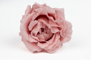 rose-majolica-stabilisee-30.