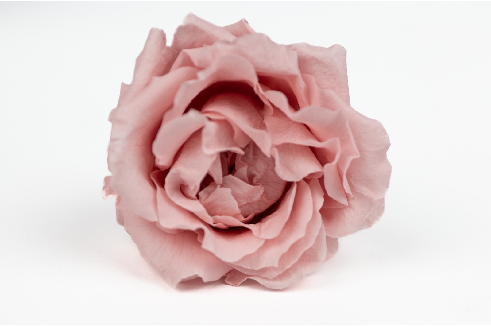 rose-majolica-stabilisee-30