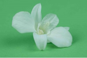 stabilisierte-dendrobium-orchidee-30