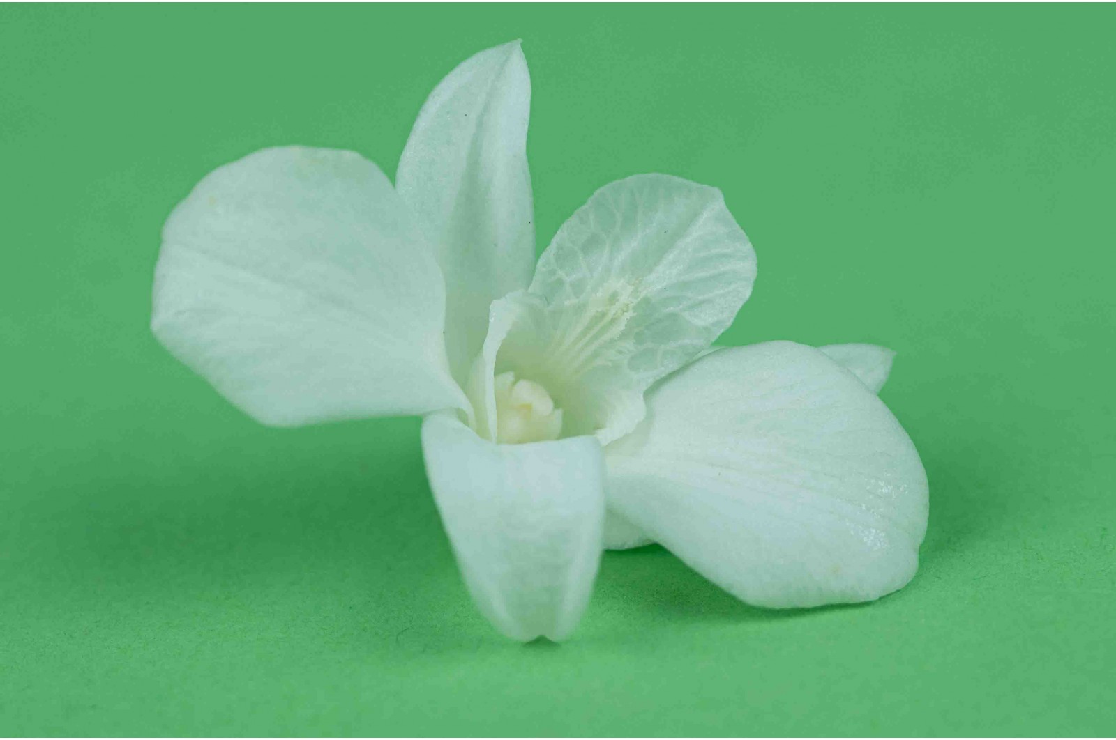 Stabilisierte dendrobium orchidee (30) stabilisierte-dendrobium-orchidee-30