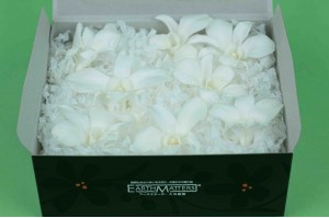 preserved-dendrobium-orchid-30.