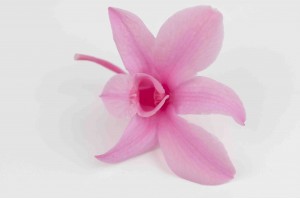 Orchidée dendrobium stabilisée (30)