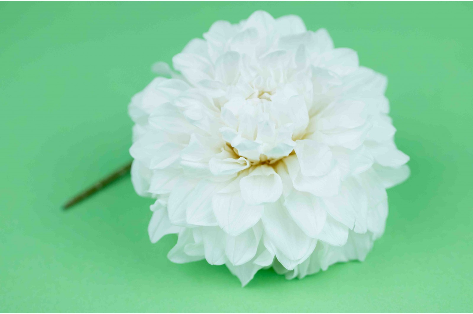 Preserved dahlia (30) preserved-dahlia-30