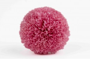 preserved-chrysanthemum-l-30.