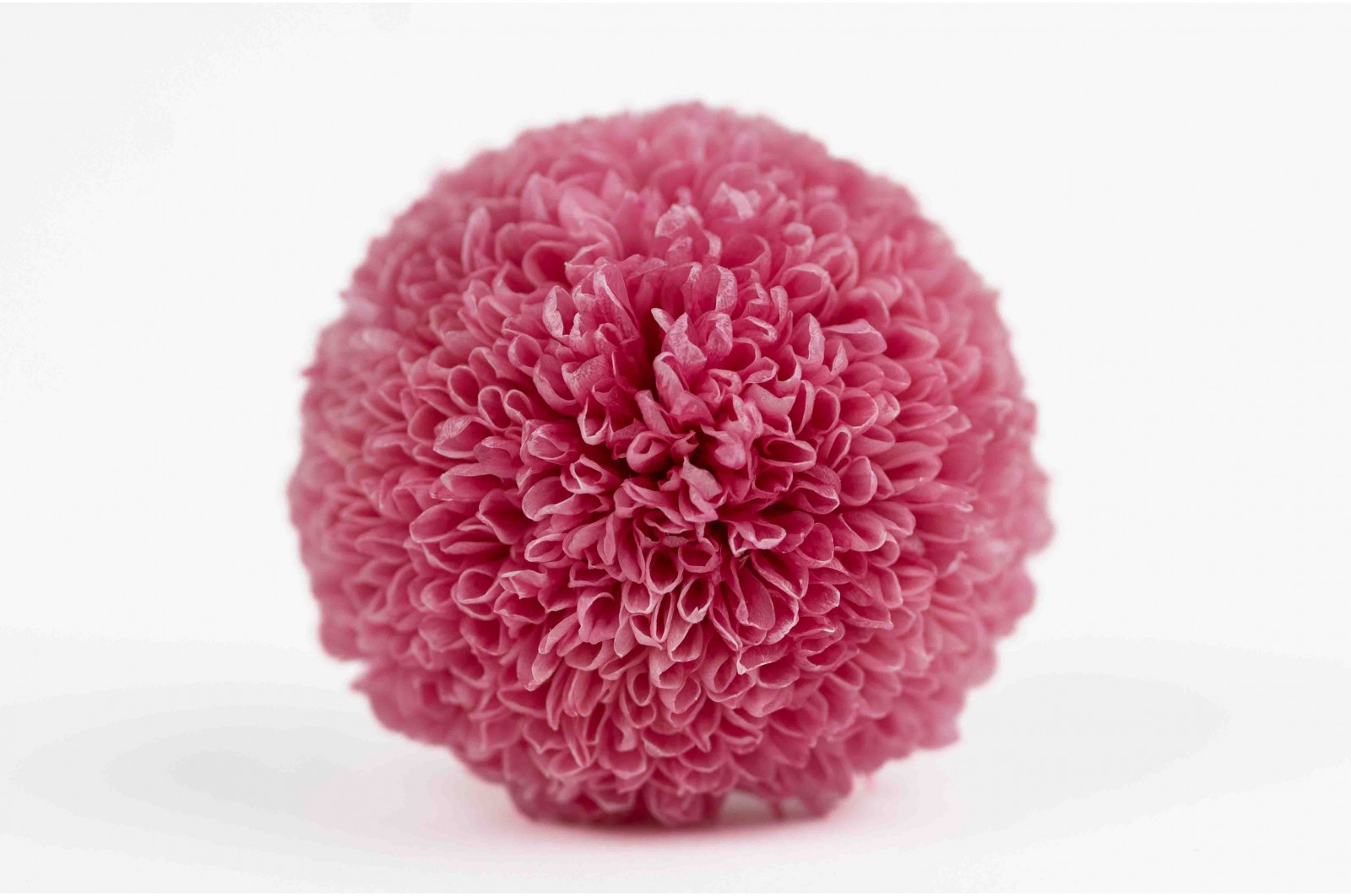 Preserved chrysanthemum L (30) Preserved chrysanthemum L (30)