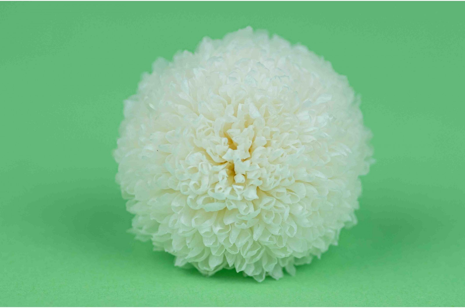Preserved chrysanthemum L (30) Preserved chrysanthemum L (30)