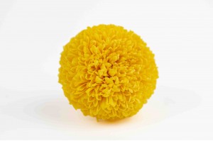 chrysantheme-stabilise-l-30.