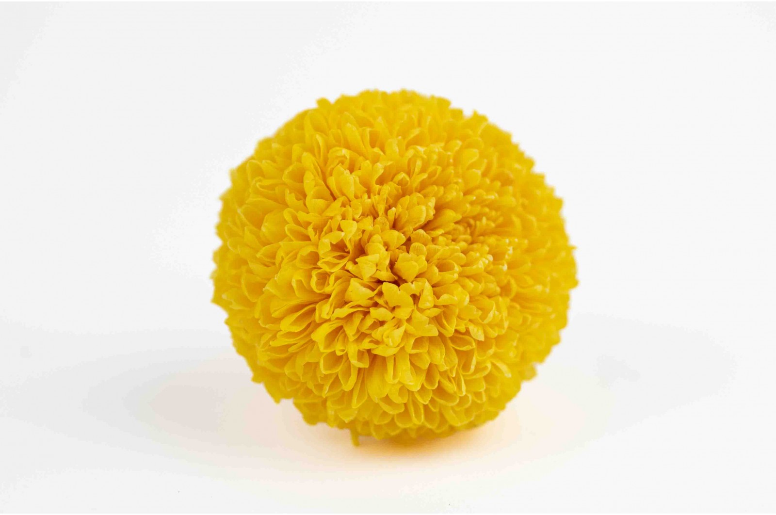 Preserved chrysanthemum L (30) Preserved chrysanthemum L (30)
