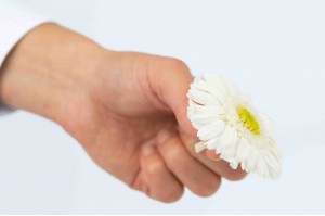 preserved-gerbera-30.