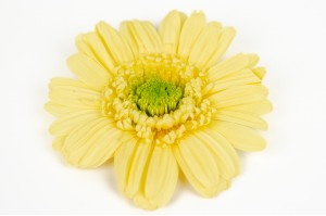 stabilisierte-gerbera-30