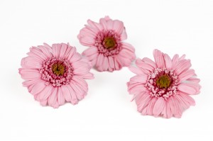 gerbera-stabilise-30.