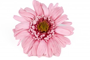 gerbera-stabilise-30.