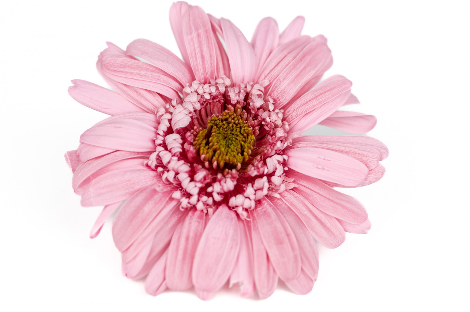 gerbera-stabilise-30