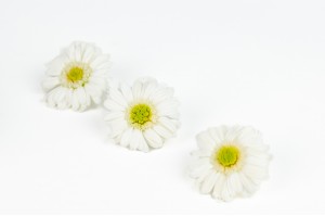 preserved-gerbera-30.