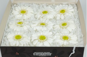 preserved-gerbera-30.