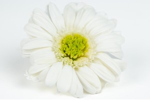 preserved-gerbera-30.