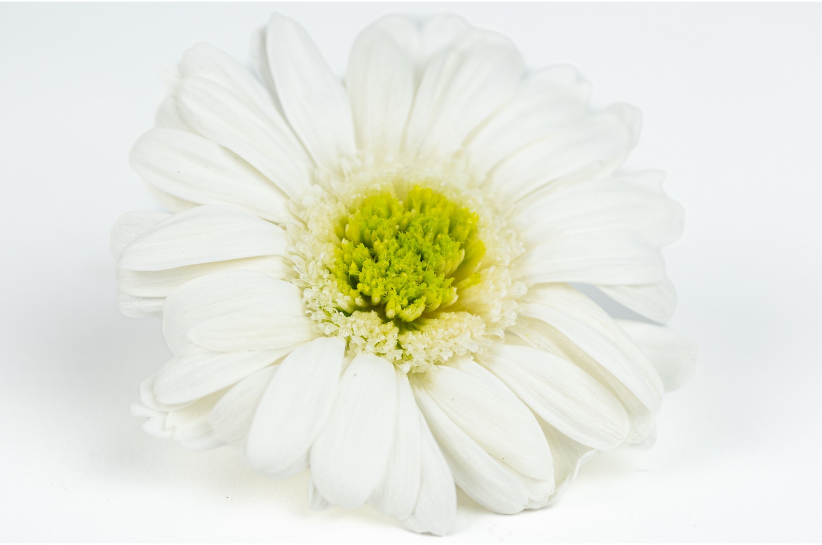 gerbera-stabilise-30