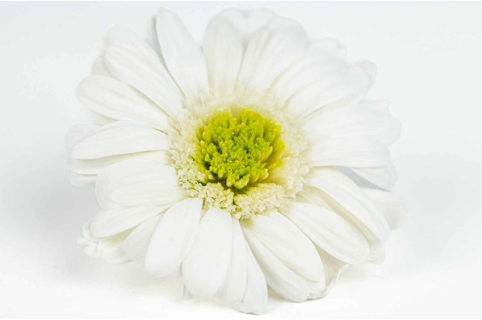 Preserved gerbera (30) preserved-gerbera-30
