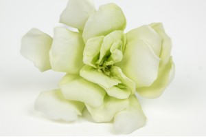 gardenia-stabilise-30.