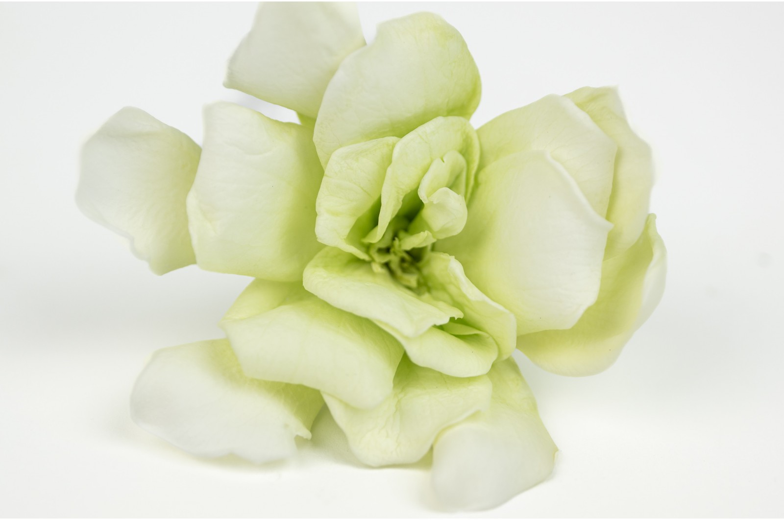 Gardénia stabilisé (30) gardenia-stabilise-30