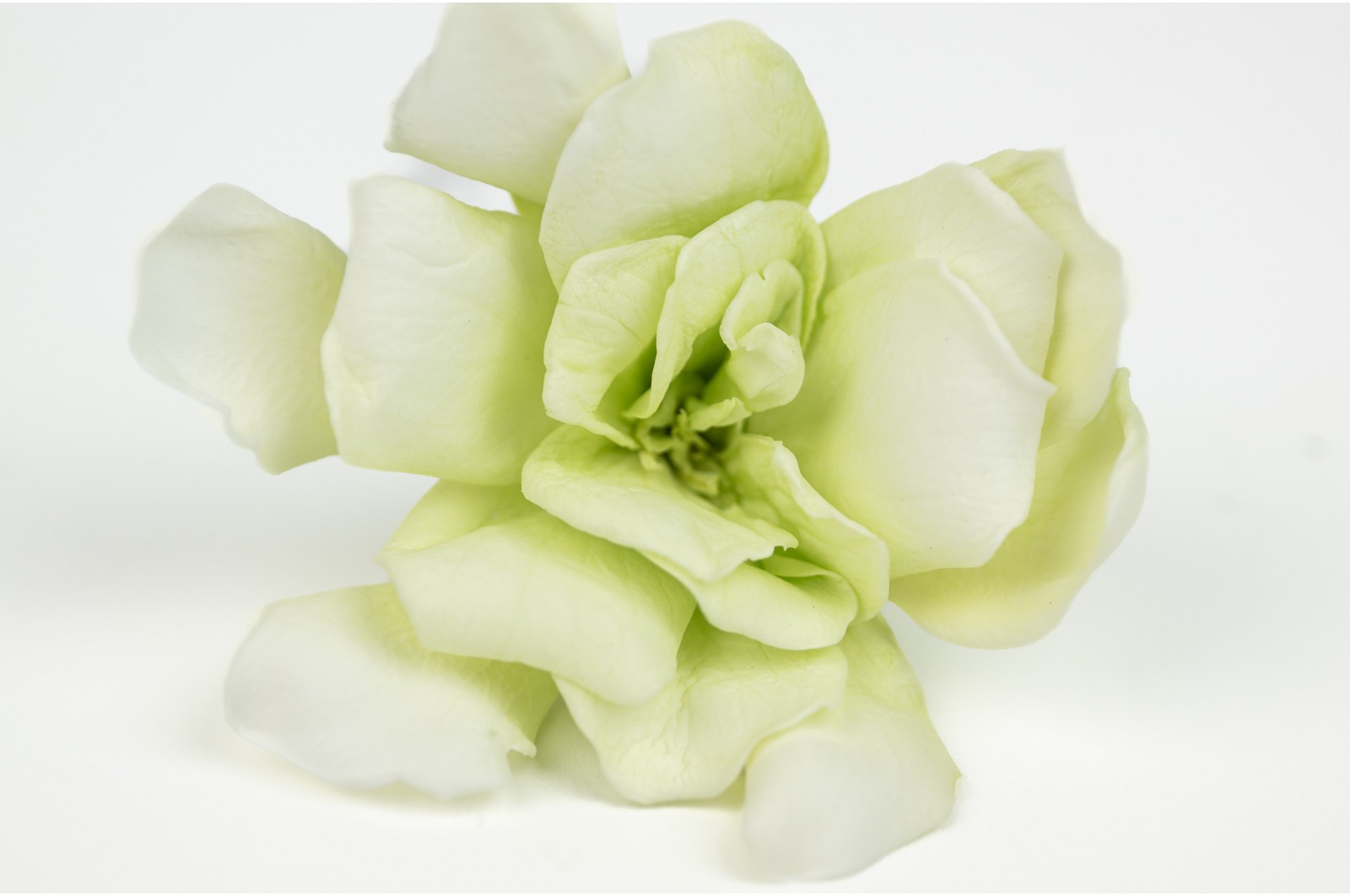 Preserved gardenia (30)