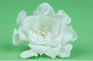 gardenia-stabilise-30.