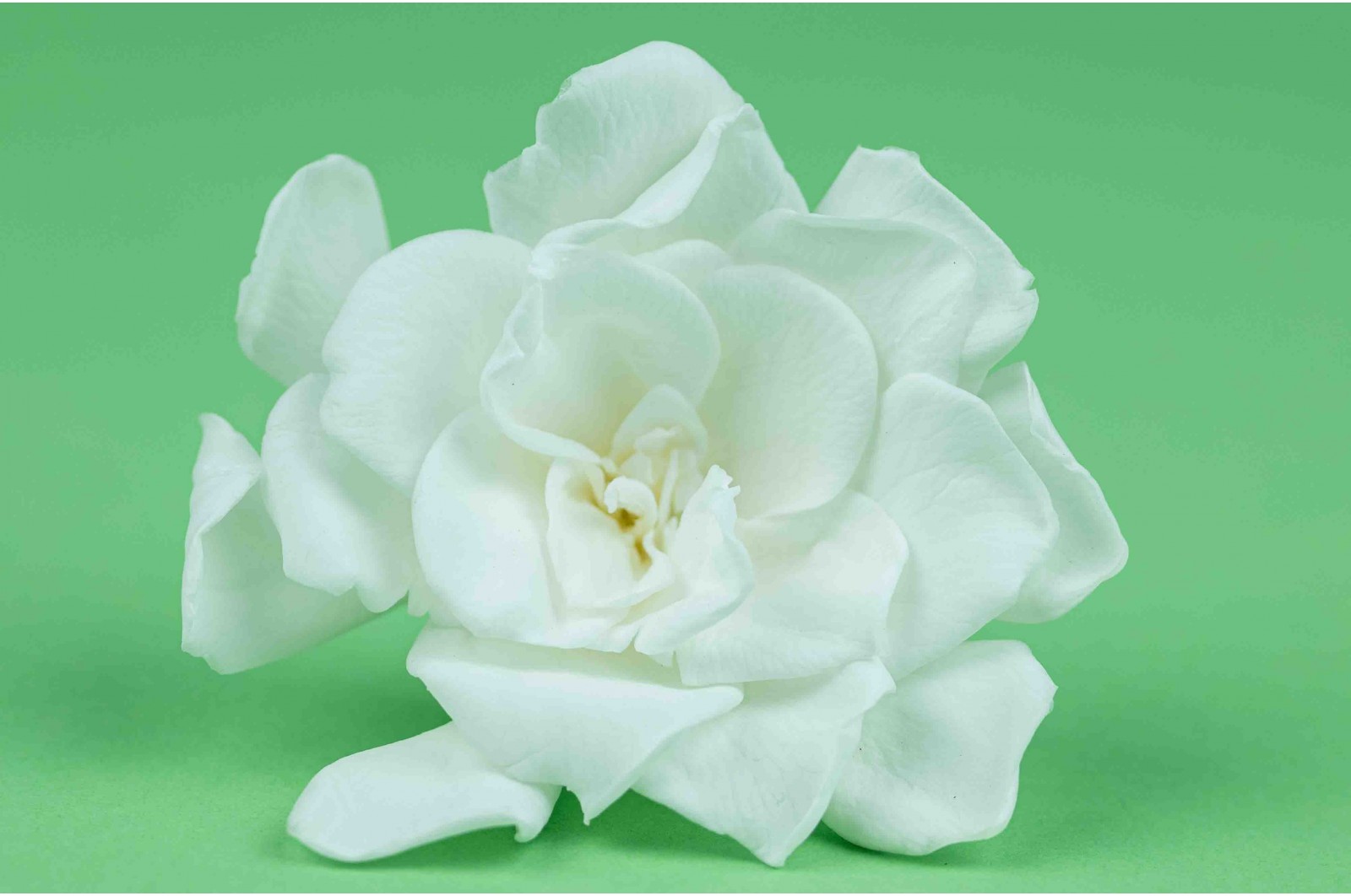 gardenia-stabilise-30