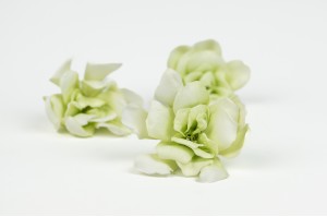 gardenia-stabilise-30.