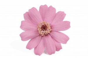 zinnia-stabilisees-30