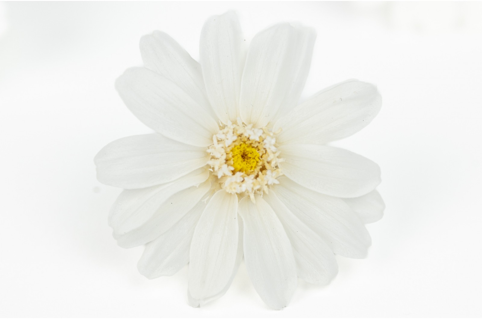 Stabilisierte zinnia (30) stabilisierte-zinnia-30