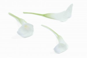 calla-stabilise-30.