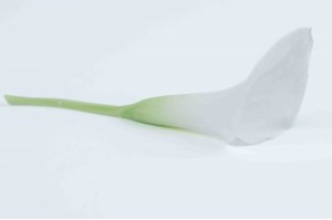 calla-stabilise-30.