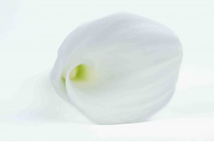 calla-stabilise-30.