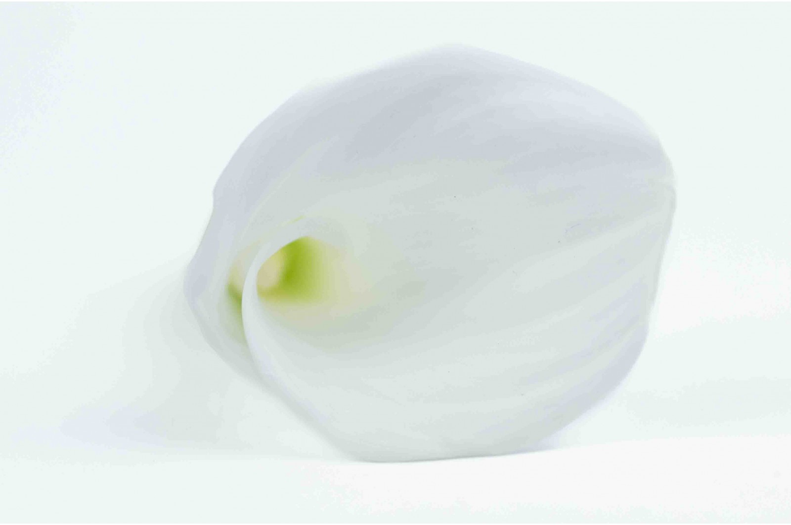 calla-stabilise-30