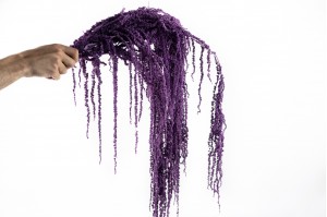 preserved-amaranthus-8.