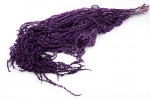 preserved-amaranthus-8.